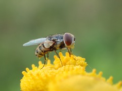 Miltogramma punctata