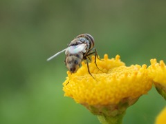 Miltogramma punctata