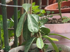 Breynia spatulifolia