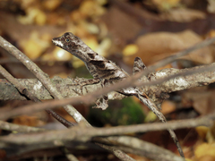 Anolis chrysolepis