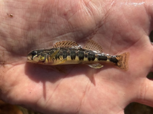 Russet Darter