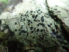 Mycoblastus sanguinarius