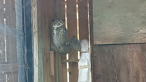 View observation of {o.common_name} on iNaturalist