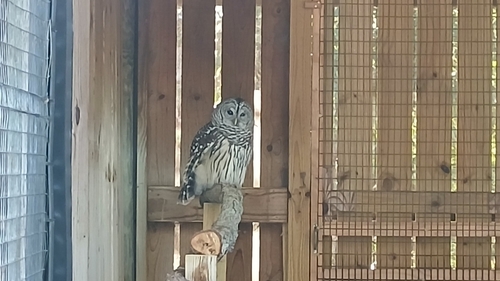 View observation of {o.common_name} on iNaturalist