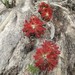 Drosera graomogolensis - Photo (c) Carlos Otávio Gussoni, some rights reserved (CC BY-NC), uploaded by Carlos Otávio Gussoni