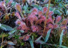 Drosera communis