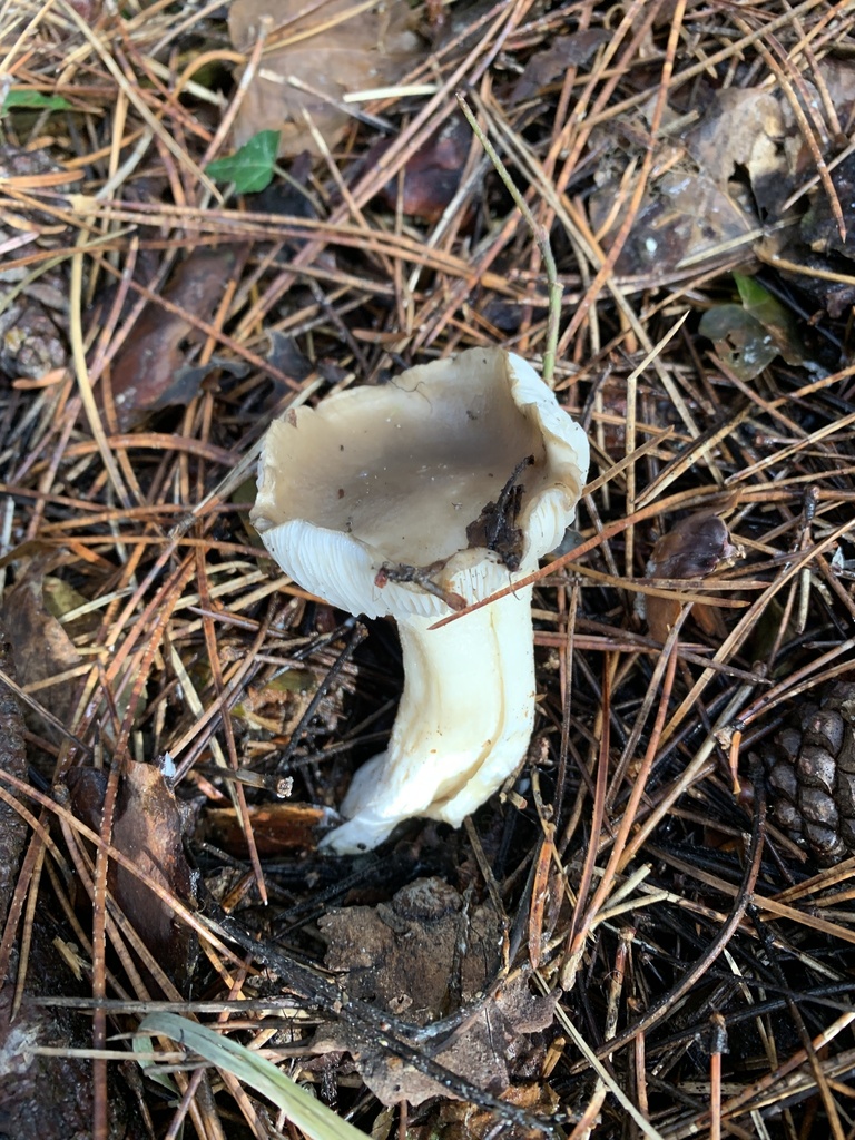 Hygrophorus limacinus · January 2026 · photo: © manuela9012 (iNaturalist, cc-by)