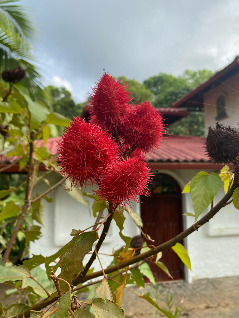 Điều nhuộm – Bixa orellana