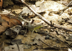 Cnemidophorus cryptus