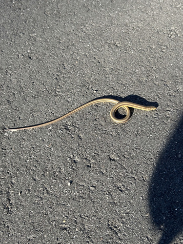 Eastern Glass Lizard observed by pereira_l_692