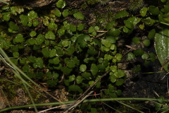 Scaligeria napiformis