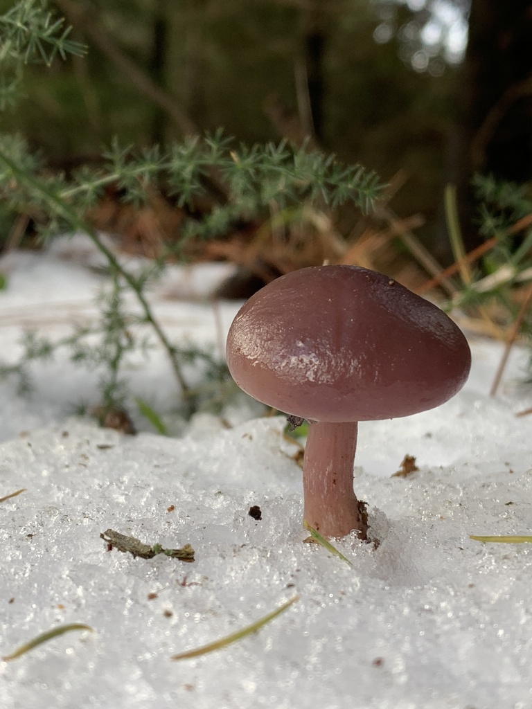 Collybia sordida · January 2026 · photo: © manuela9012 (iNaturalist, cc-by)