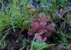 Drosera communis
