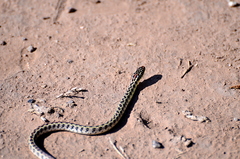 Lygophis anomalus