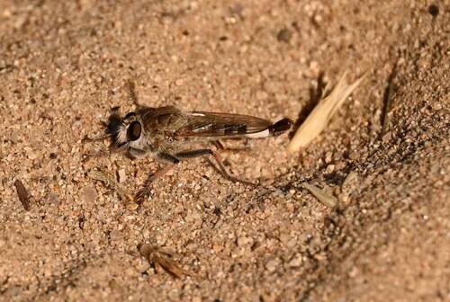 Unknown species found near Ada County, ID, USA