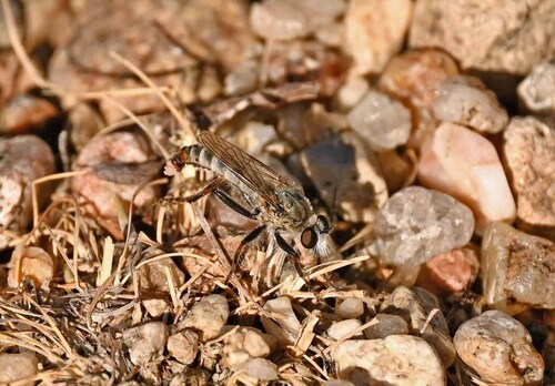 Unknown species found near Ada County, ID, USA