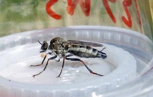 Unknown species found near Ada County, ID, USA