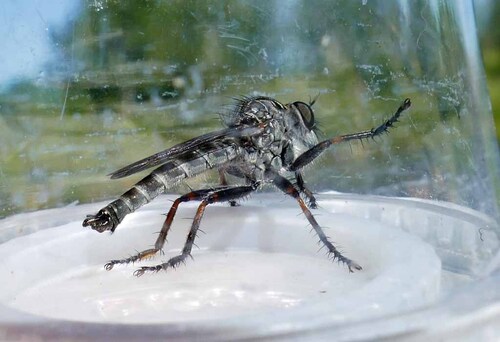 Unknown species found near Ada County, ID, USA