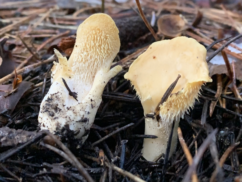 Hydnum pallidum · January 2026 · photo: © manuela9012 (iNaturalist, cc-by)