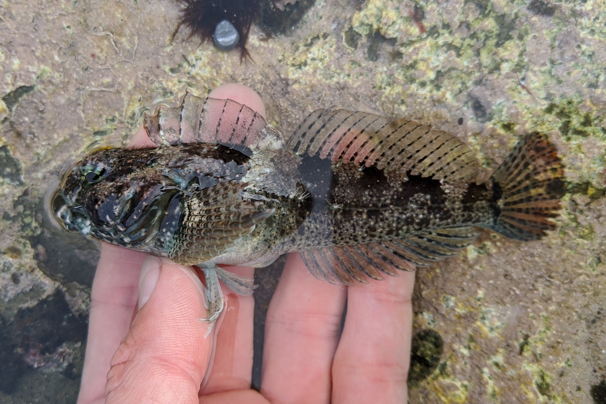 Reticulate Sculpin