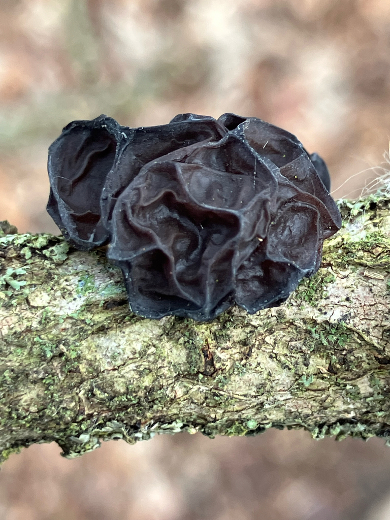 Exidia crenata · January 2026 · photo: © samallonthesciencemon (iNaturalist, cc0)