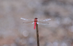 Orthemis nodiplaga