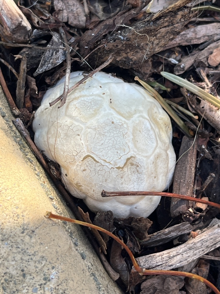 Clathrus ruber · January 2026 · photo: © joqatana (iNaturalist, cc-by)