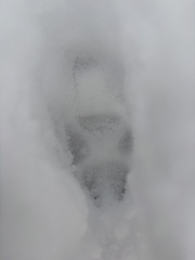 Red Fox