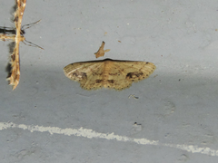 Idaea chotaria
