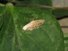 Idaea chotaria