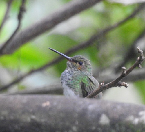 Glittering-throated Emerald (Chionomesa fimbriata)