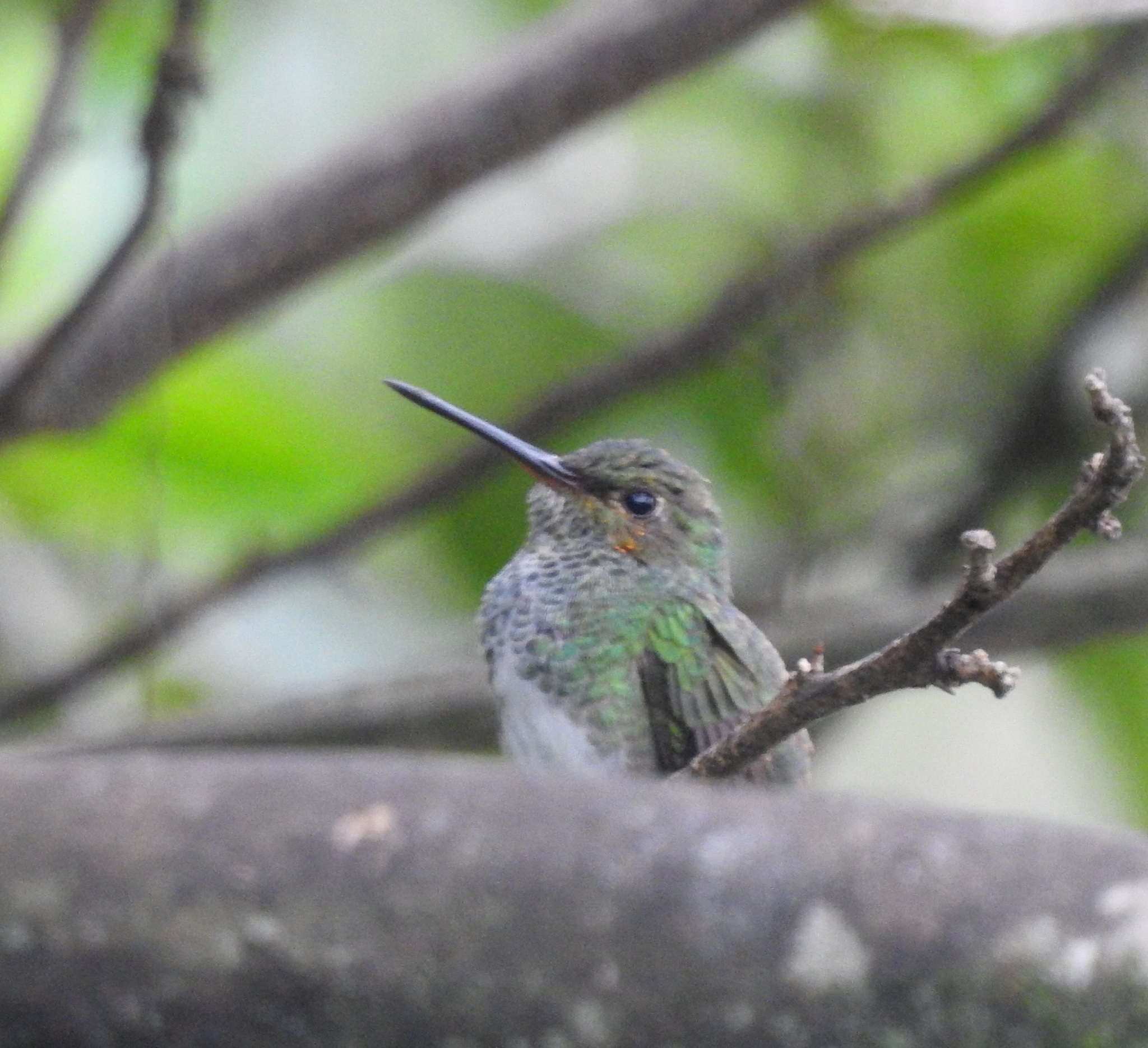 Glittering-throated Emerald (Chionomesa fimbriata), photo 1