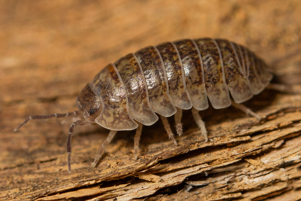Marmorated Pill Woodlouse