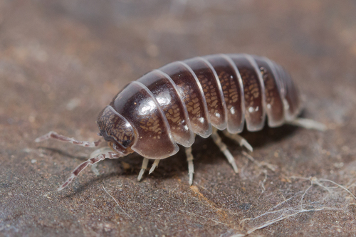 Schizidium hybridum