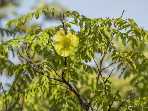 Pterocarpus angolensis