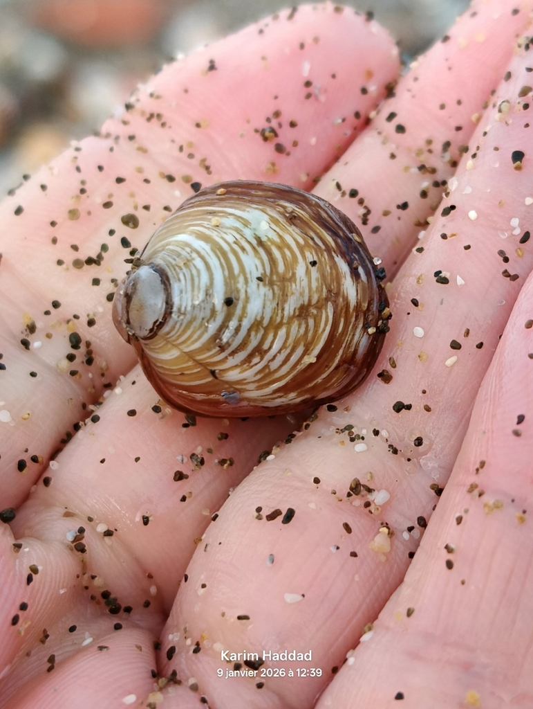 Ungulina rubra