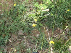 Coronilla repanda dura