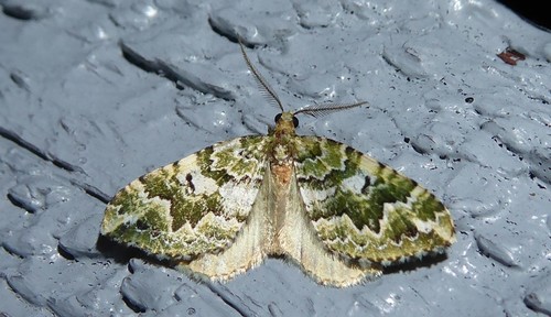 Dotted Green Carpet photo 6