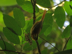 Philydor atricapillus