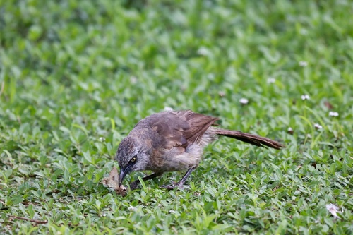 iNaturalist image