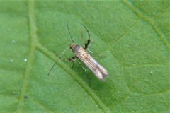 Heliodinidae