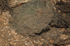 Fragile Large-Headed Frog photo 4