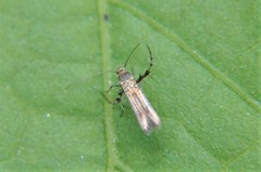 Heliodinidae