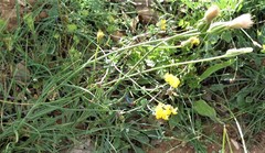 Scorzonera angustifolia