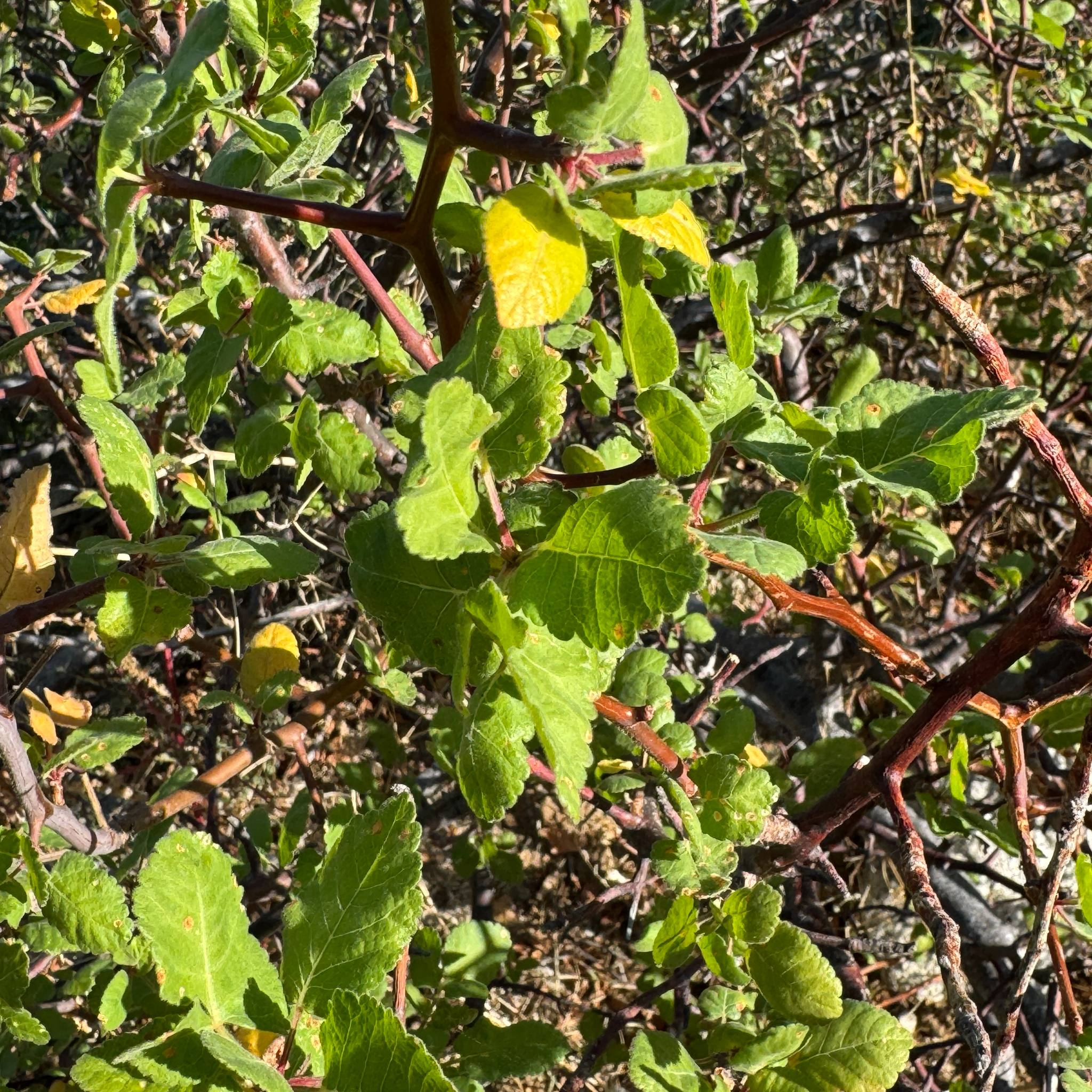 Southern Elephant Tree (Bursera epinnata)