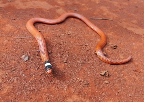 Photo of a São Paulo Reticulated Collared Snake (Phalotris mertensi)