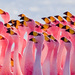 Flamingos - Photo (c) Pedro Szekely, some rights reserved (CC BY-NC-SA)