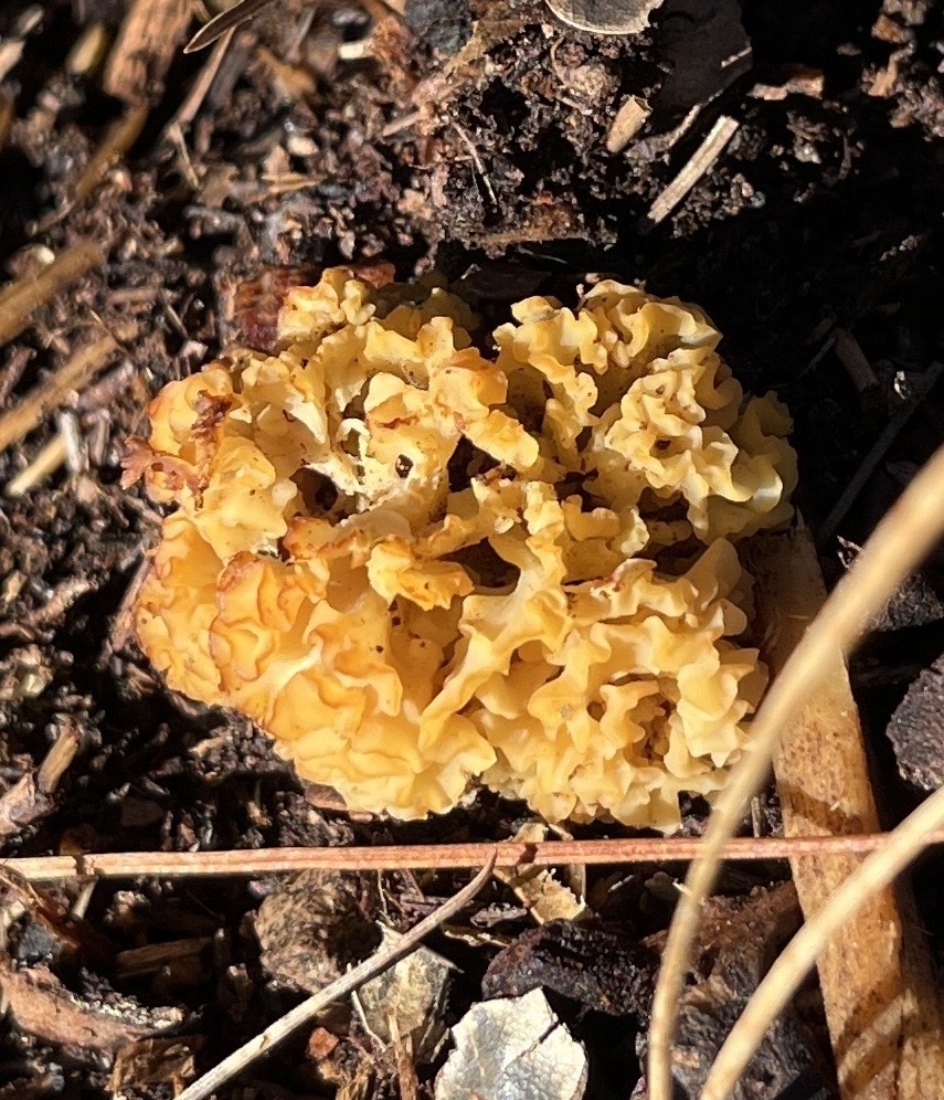 Sparassis radicata · January 2026 · photo: © nelsonb (iNaturalist, cc-by)