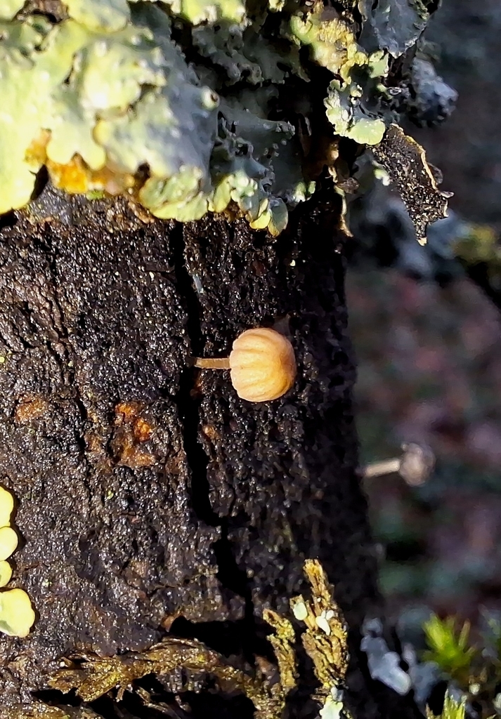 Mycena meliigena · January 2026 · photo: © yellowplant (iNaturalist, cc-by)