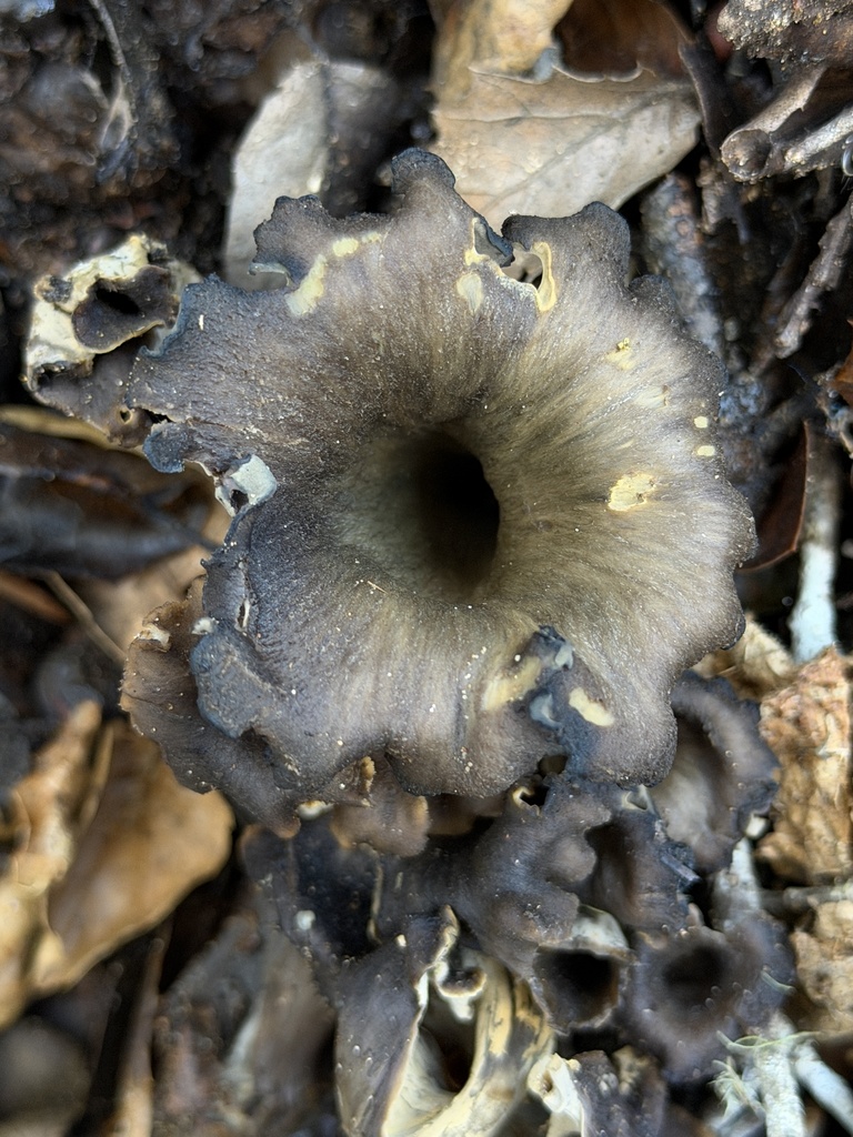 Craterellus calicornucopioides · January 2026 · photo: © aheyman1 (iNaturalist, cc0)